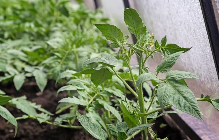 Tomatoes grow in a greenhouse.