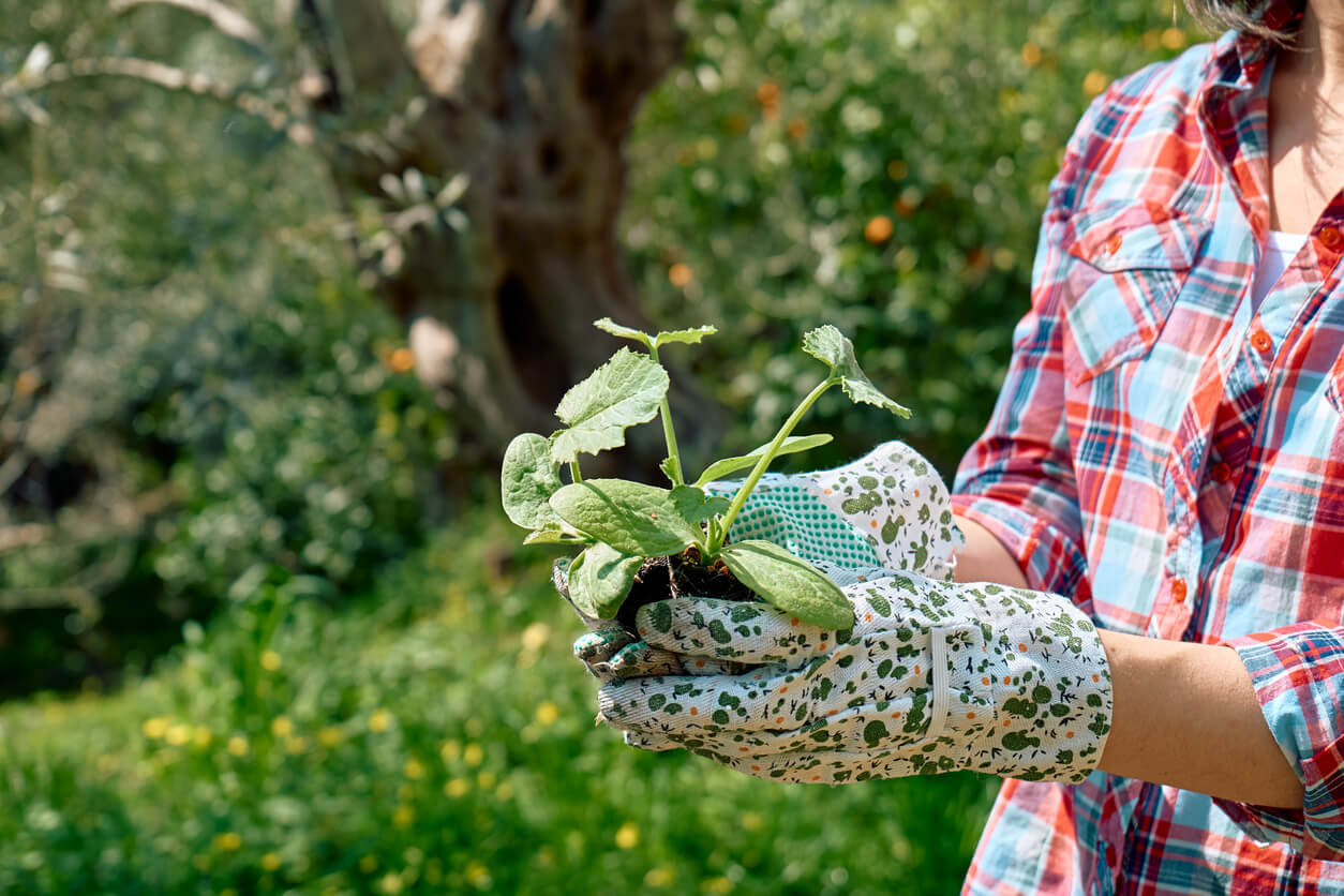 Woman gardener holding young zucchini seedlings. Horticulture sostenible. Gardening Hobby. Healthy organic food concept.