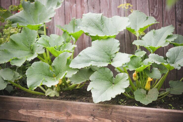 zucchini in the garden