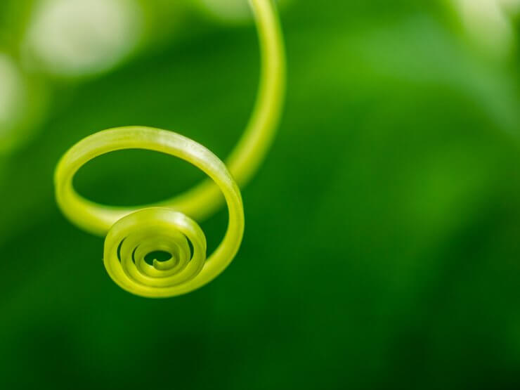 Selective focus on the mustache of a cucumber swirling in the form of a spiral