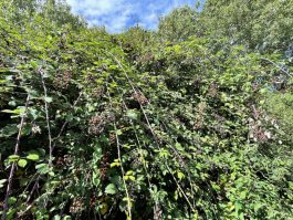 Root Pruning Secrets to Convert Unruly Blackberry Plants into Productive Bushes