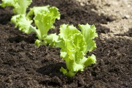 Speedy Salads: How to Grow Lettuce for a Quick Harvest