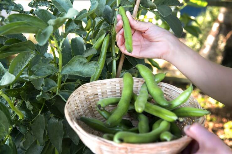 Broad Beans or Fava beans 