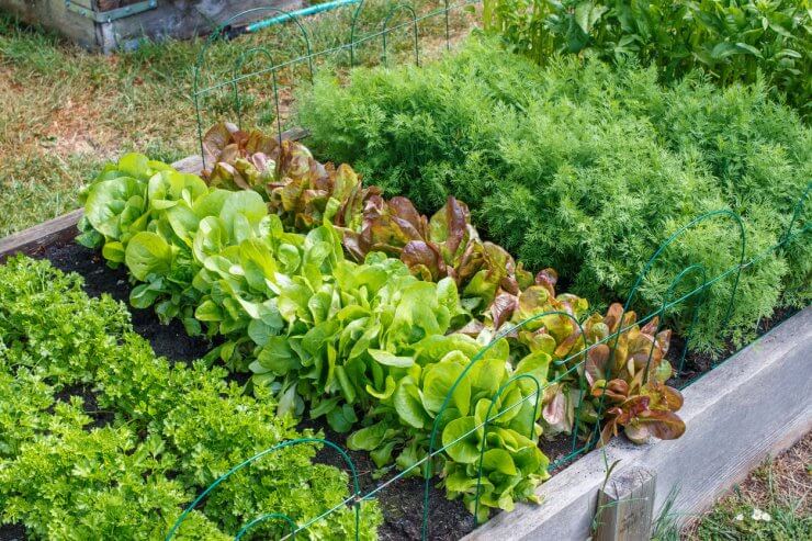 Community Garden
