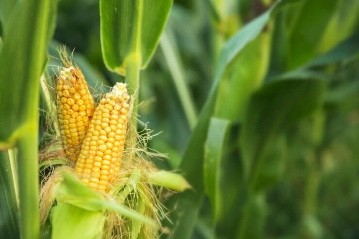 The corn plant in the field