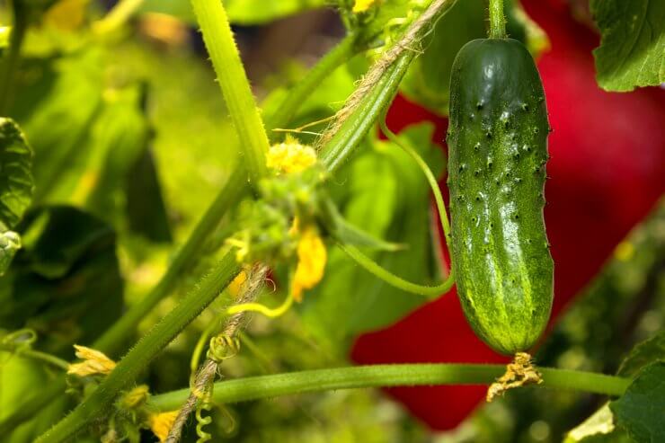 Cucumbers