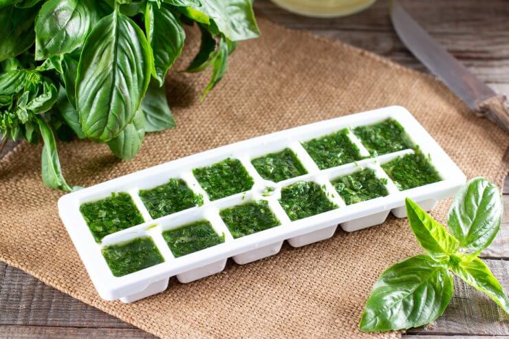 Frozen basil leaves (basilius) in ice cubes with fresh basl