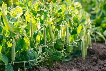 green peas in the garden