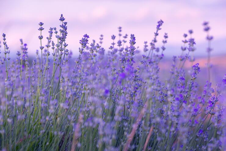 Lavender purple flowers close-up 