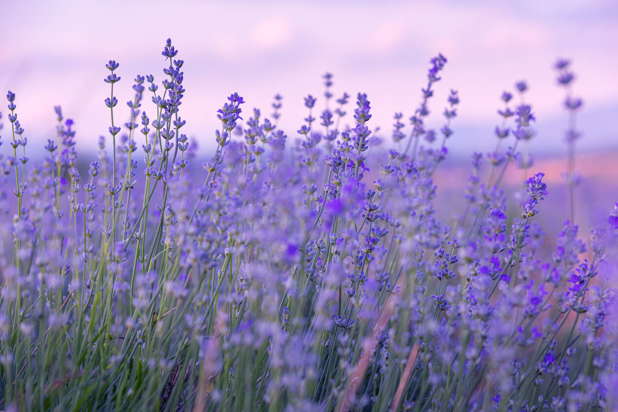 Growing Zones for Lavender - Food Gardening Network