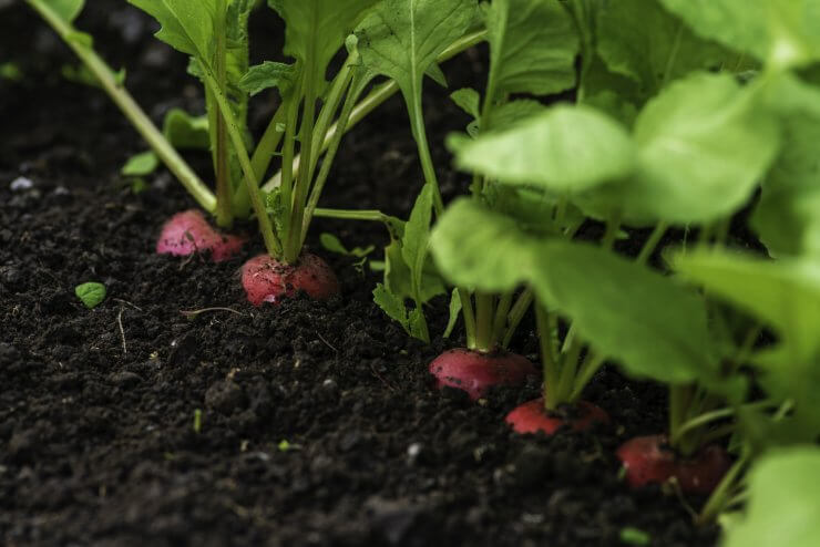 organic radish grows in the ground soil