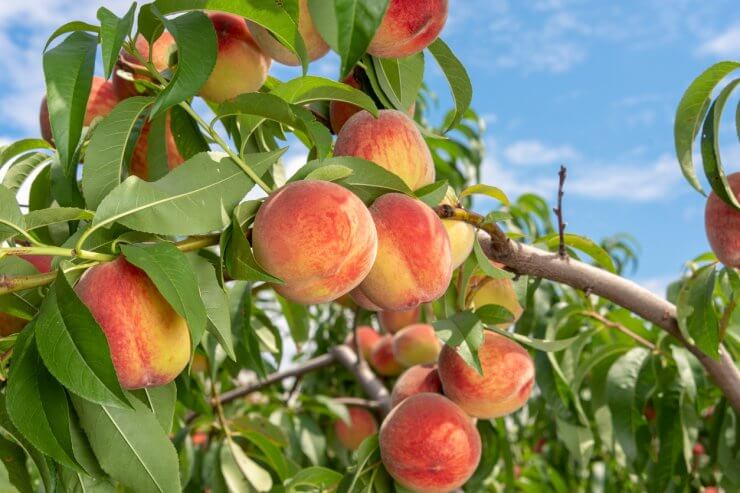Peach fruits on a tree branch with leaves 