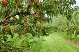 Tired of Scrawny Peaches? Learn the Best Peach Tree Pruning Methods