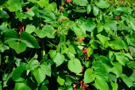 The Scarlet Emperor Has Bean Crowned!