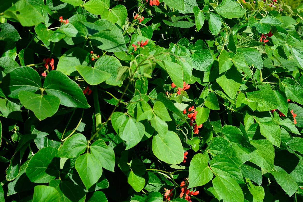 Scarlet Emperor green bean plant.