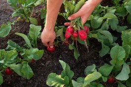 Why Are My Radishes All Leaves? Secrets to Growing Perfect Radishes