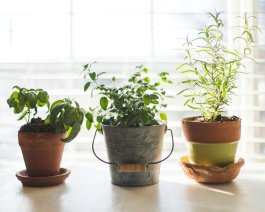 Aromatherapy Meets Agriculture