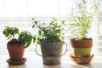 Aromatherapy Meets Agriculture