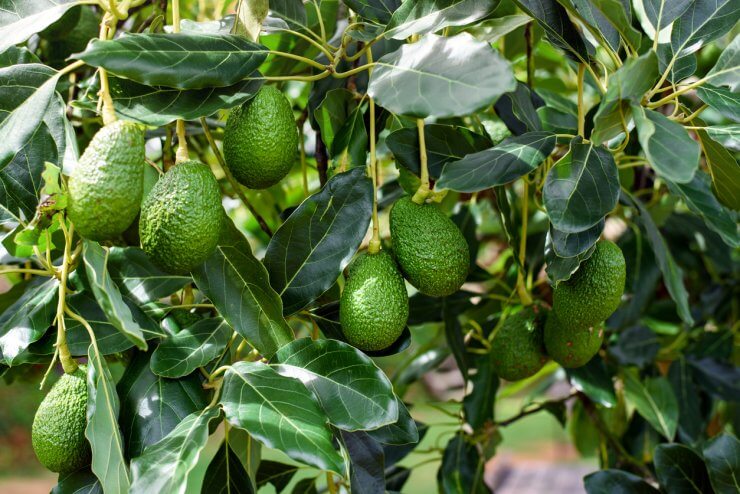 Avocados