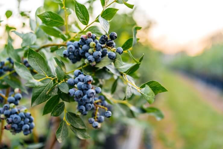 Blueberries