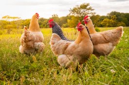 Tips and Tales from the New Age of Small Farm Living