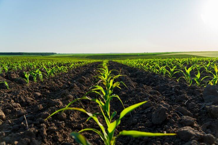 corn sprouts grow in the field