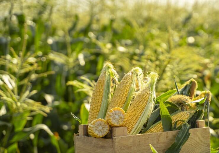 Corn 