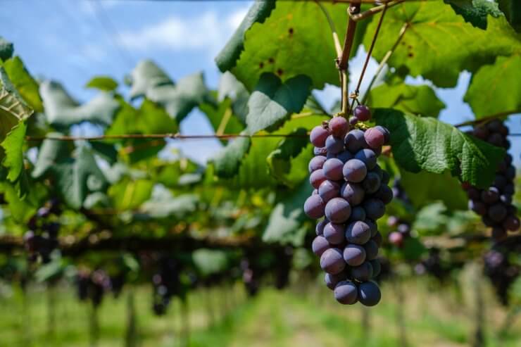 Grapes