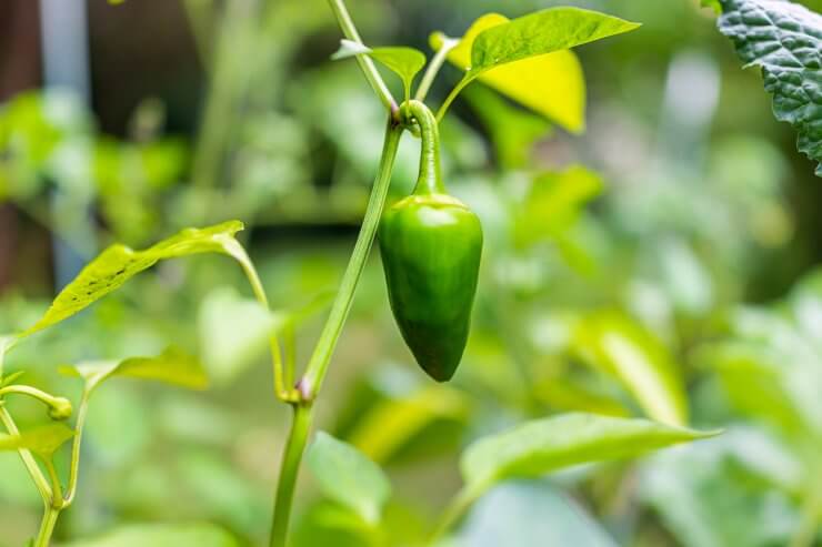 Jalapeno