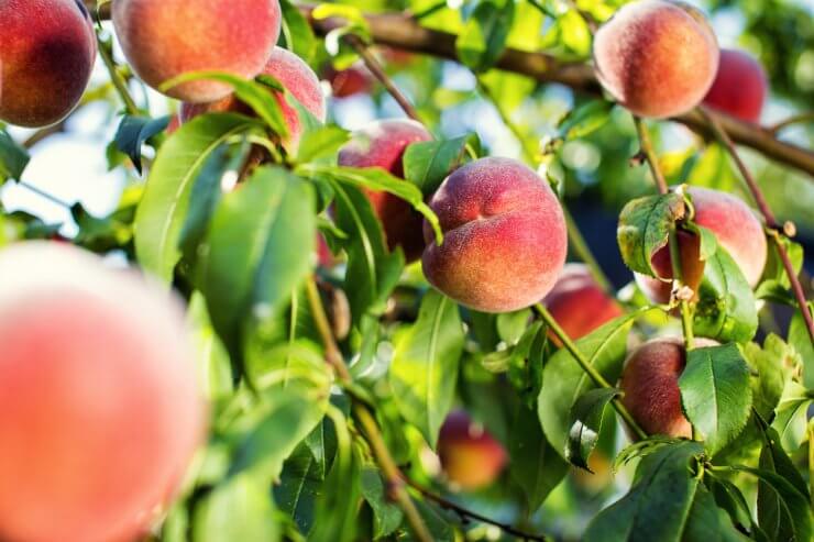 peaches