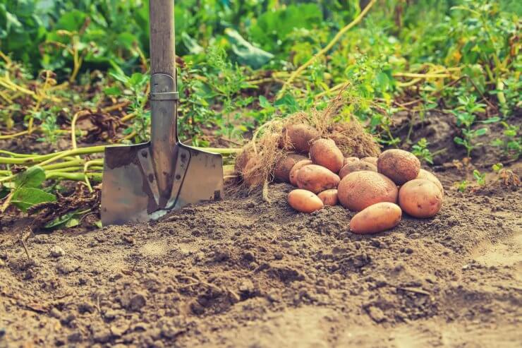 Potatoes