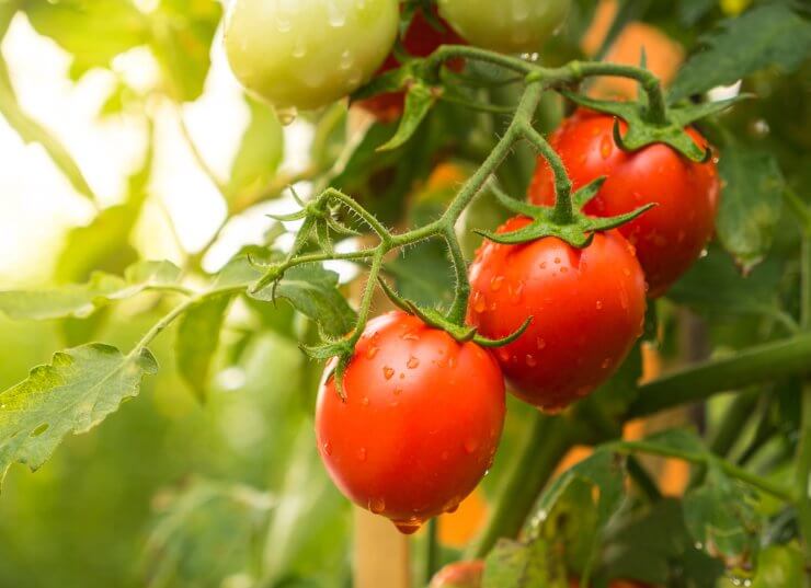 Tomato 