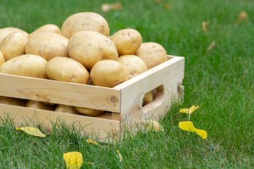 Yukon gold yellow potatoes in wooden crate on the grass.