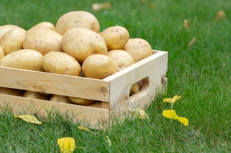 Yukon gold yellow potatoes in wooden crate on the grass.
