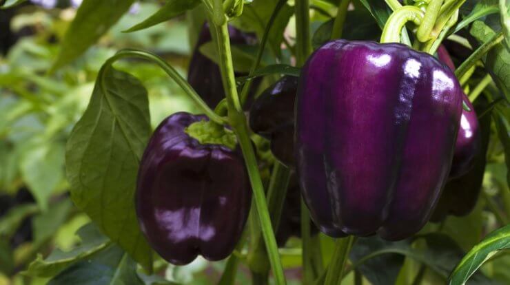 Purple bell peppers hanging on the plant