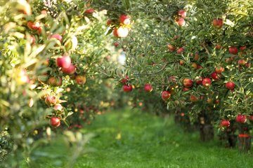 Ripe Apples in Orchard ready for harvesting