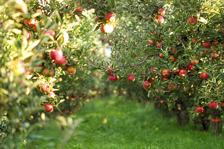 Ripe Apples in Orchard ready for harvesting