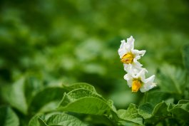 What Potato Flowers Reveal About Your Crop’s Secret Life