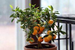 Citrus