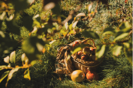 Cool-Season Companions