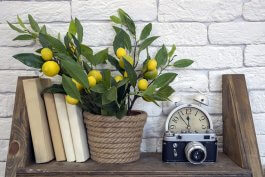 Creating Ideal Indoor Gardening Environments in the United States