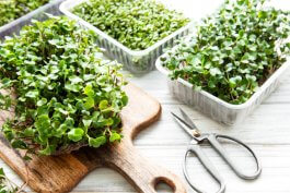 Indoor Gardening in America:  Welcome to Your New Growing Adventure