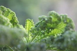 Kale