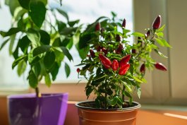 Peppers