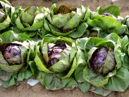 Radicchio as a Soil Ally