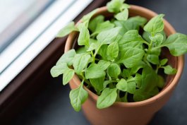 Spinach