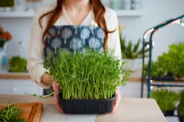 Visiting American Indoor Gardening Conferences, Events, and Festivals