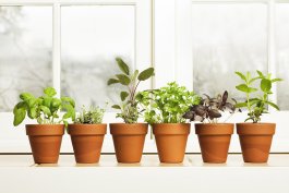 The History of Indoor Gardening in America