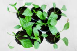 Grow Basil in January? This Guidebook Shows You How