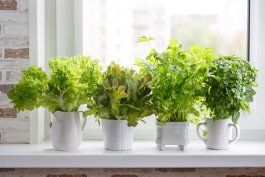 Lettuce